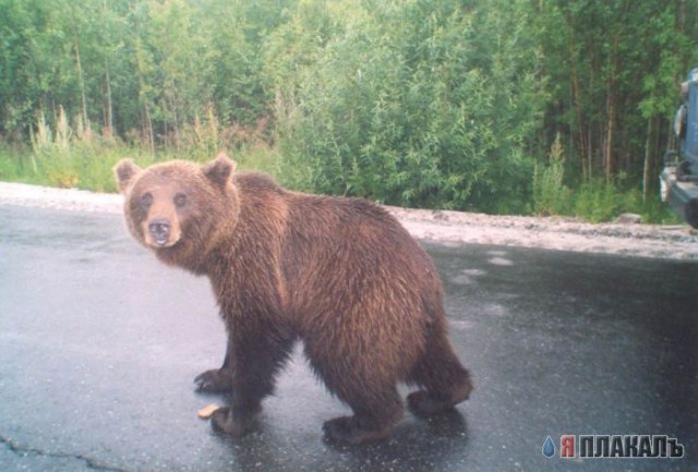 Все о МЕДВЕДЯХ