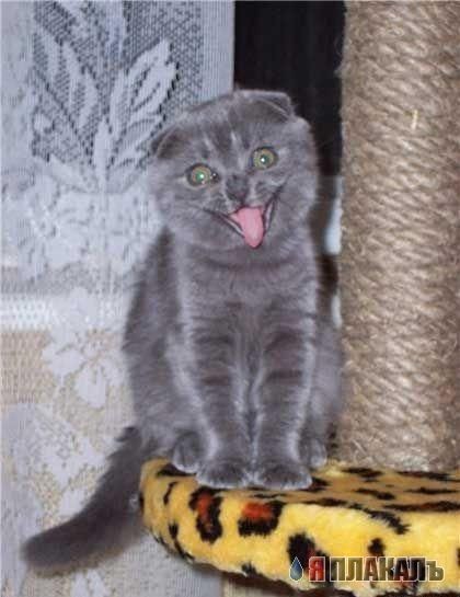 Модер