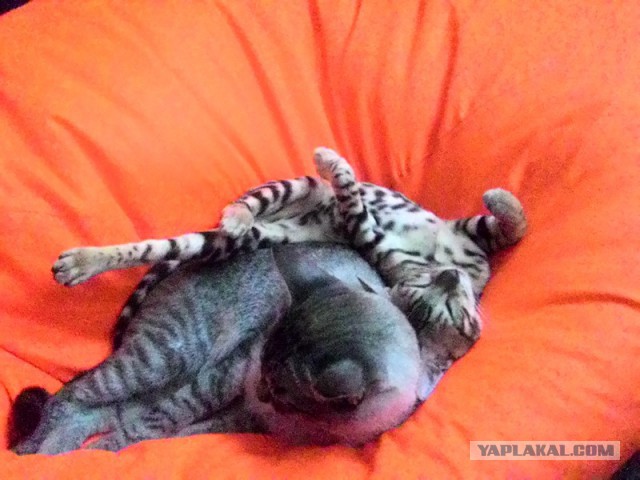 Котовторник 23.02.2016