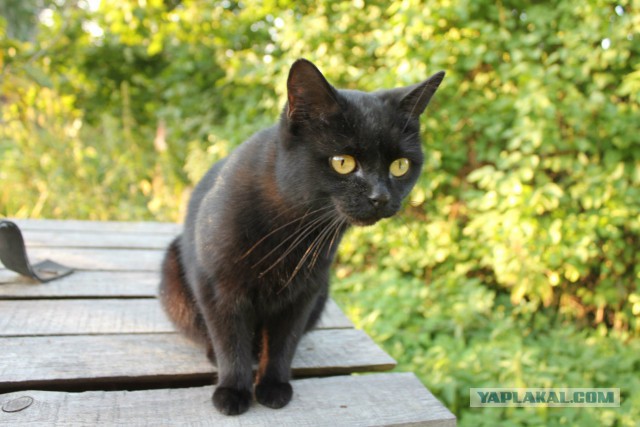 Славянская Душа