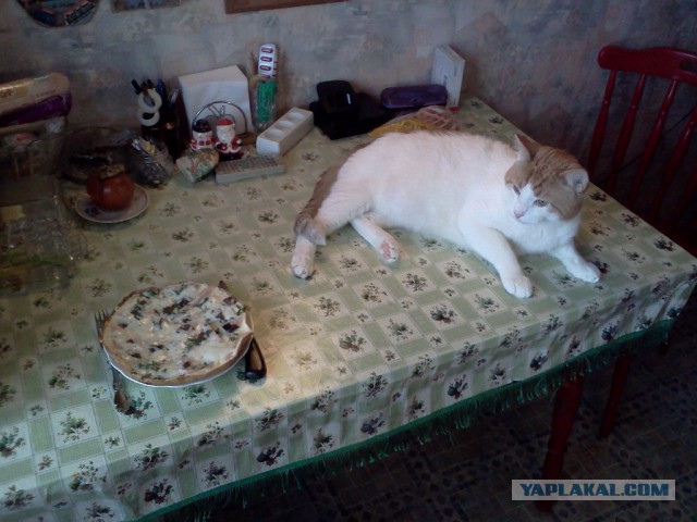 Котовторник  01.03.2016