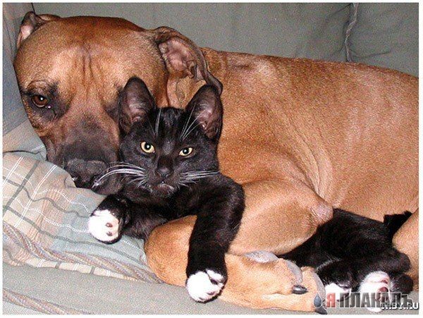 Настоящая любовь