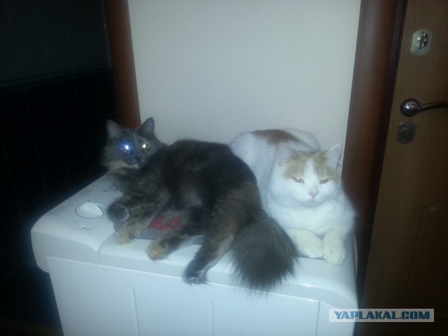 Выставка кошек в Сокольниках