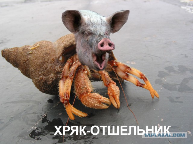 Абсурдный юмор ч.24