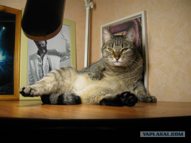 КотоВторник 26.04.2016