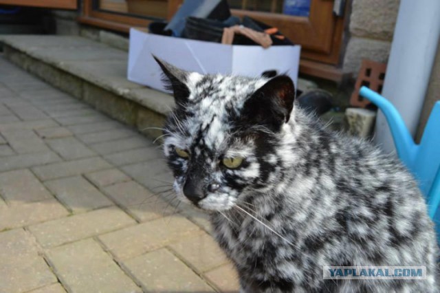 КотоВторник 26.04.2016