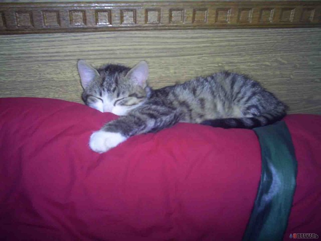 Коты проспали котовторник