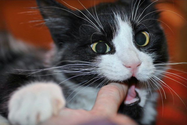 Коты из сети