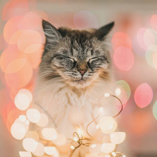 Коты из сети