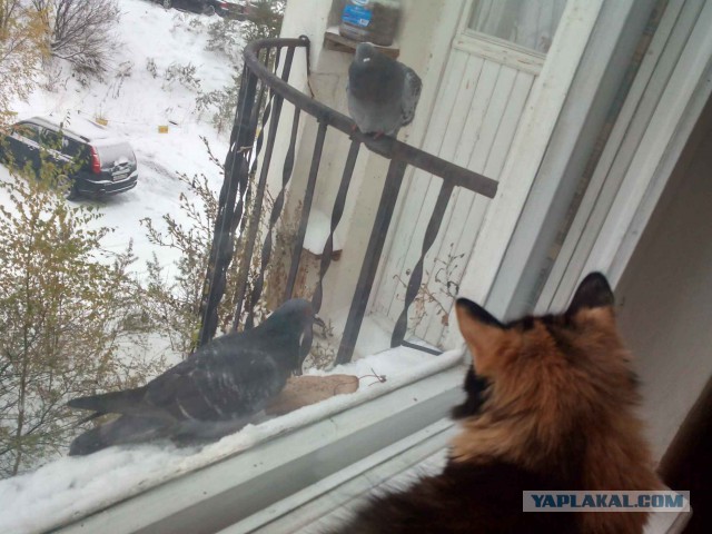 Котовторник 21.02.2017
