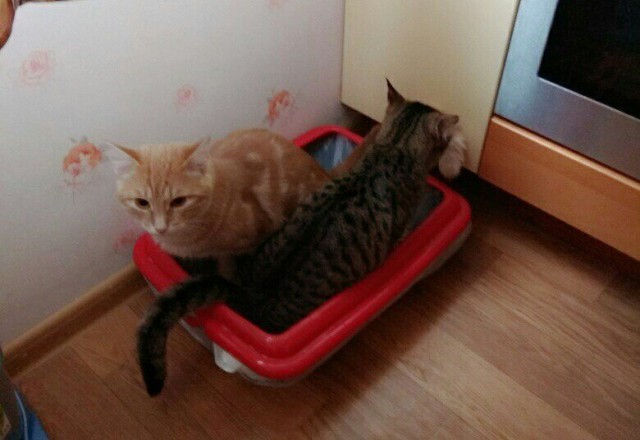 Коты и Кошки