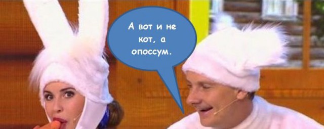 Женщина приютила трех уличных котов, а спустя месяцы выяснилось, что один был не тем, за кого себя выдавал