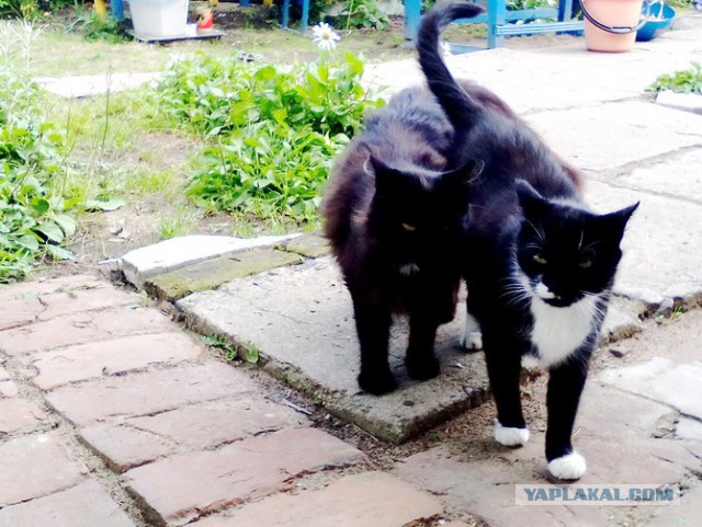 Котовторник 9.01.2018