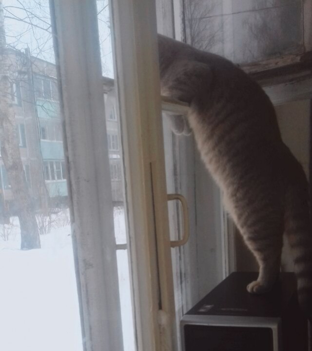 Живность из сети