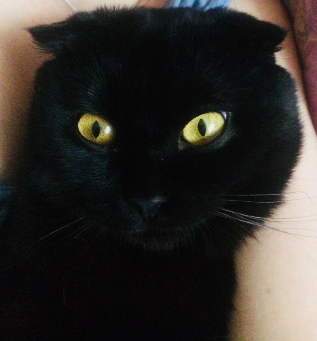 Кот без прикрас