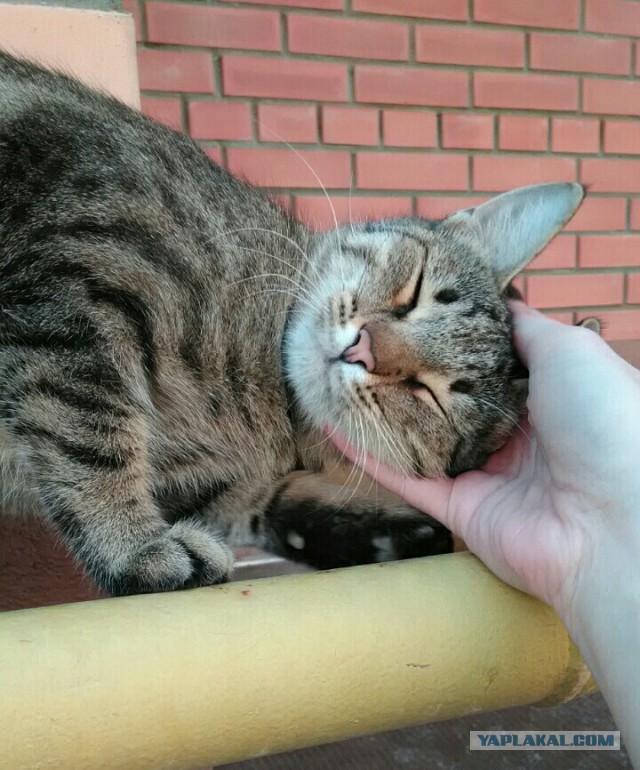 Котовторник 29.5.18