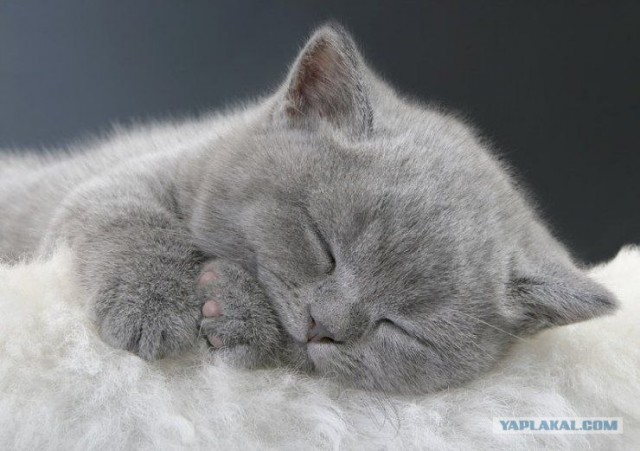 Котовторник на ЯПлакалъ (03.06), котята (31 шт)
