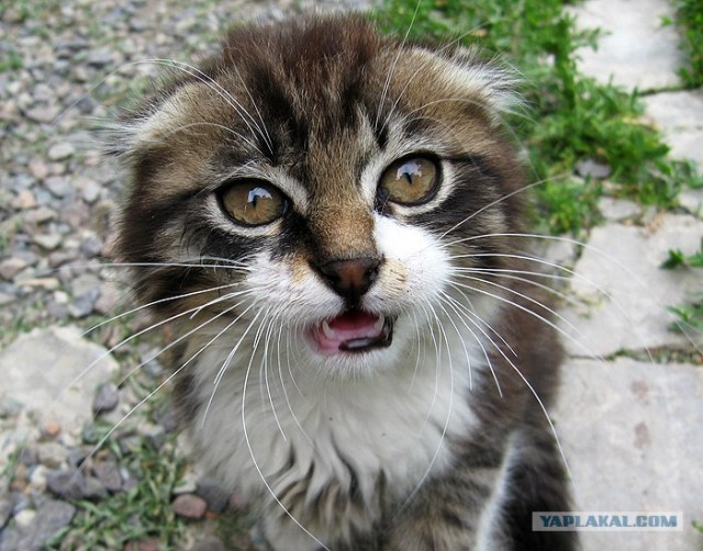 Котовторник на ЯПлакалъ 08.07.2008