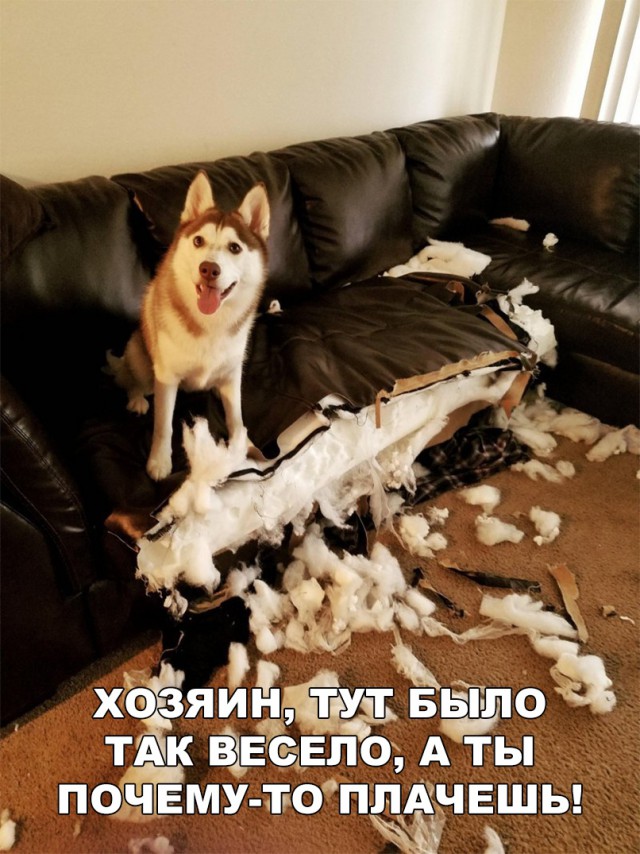 Живность из сети
