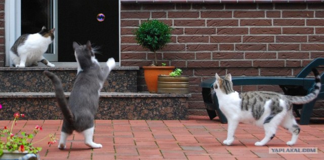 Уррааа! Котовторник на ЯПлакалъ!