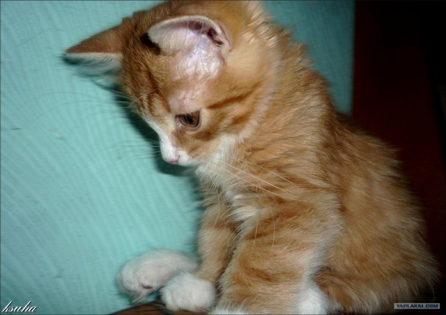 Котовторник: начало