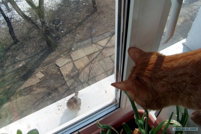 Сегодня котовторник, а котиков все нет