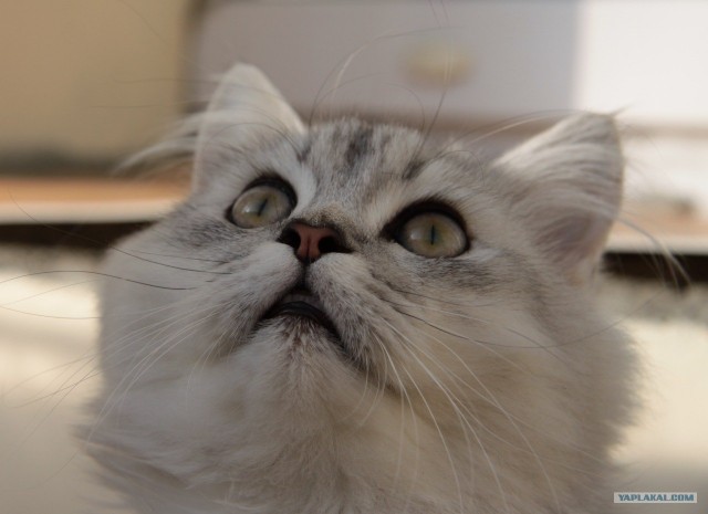 Эпический Котовторник!