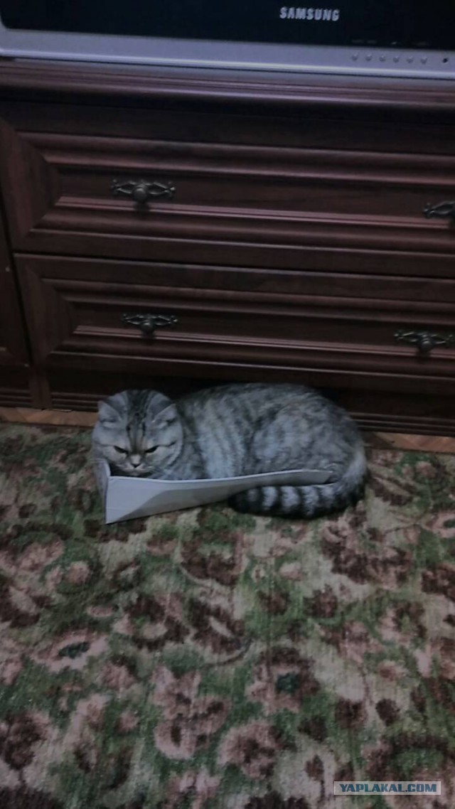 Домик для кота