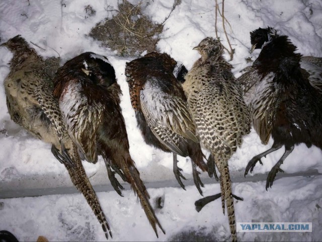 Плов с курицей