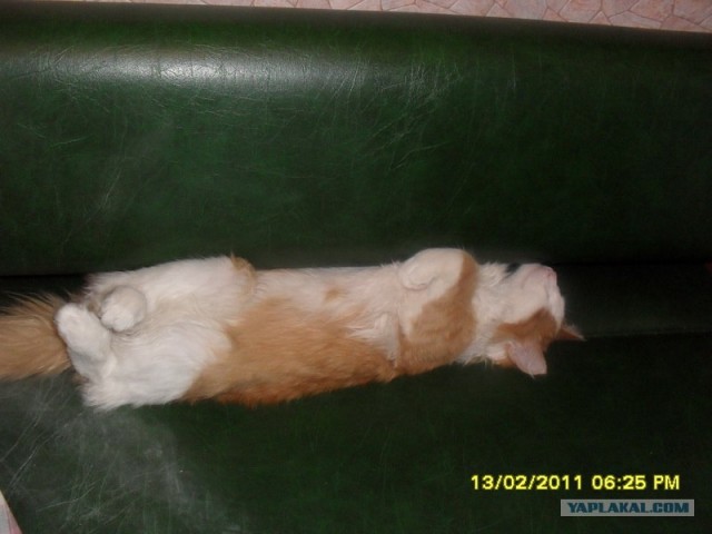 Котовторник в "КотоГетто"