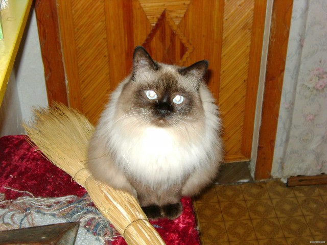 Котовторник 1.11.11