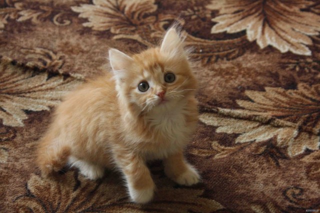 Котовторник!
