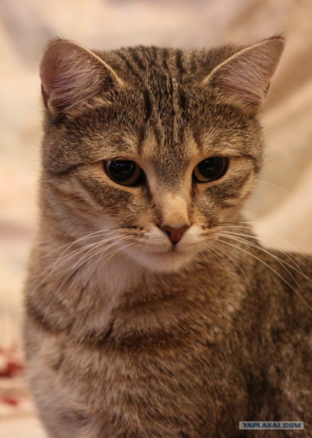 Котовторник 10.04.2012