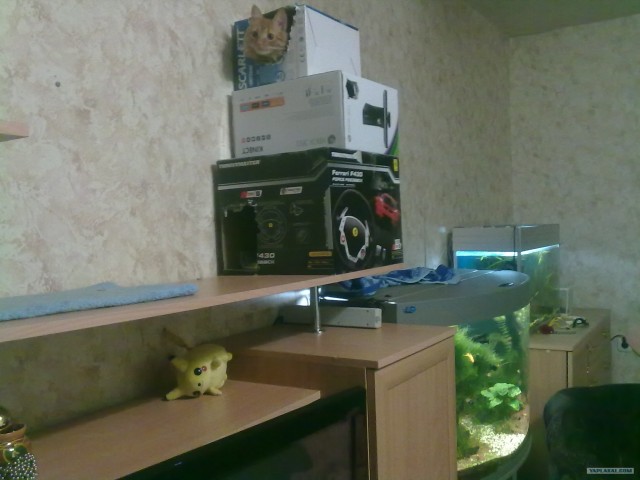 Котовторник 24.04.2012