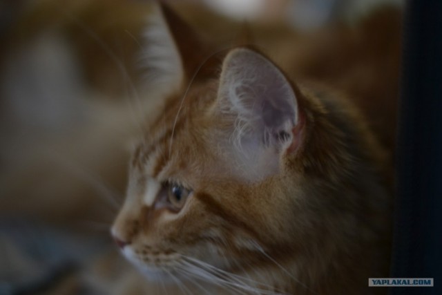 Котовторник   5.06.2012
