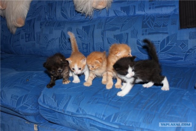 Котовторник  19.06.2012
