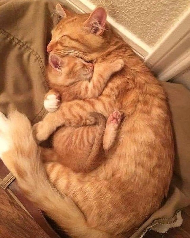 Котовторник однако