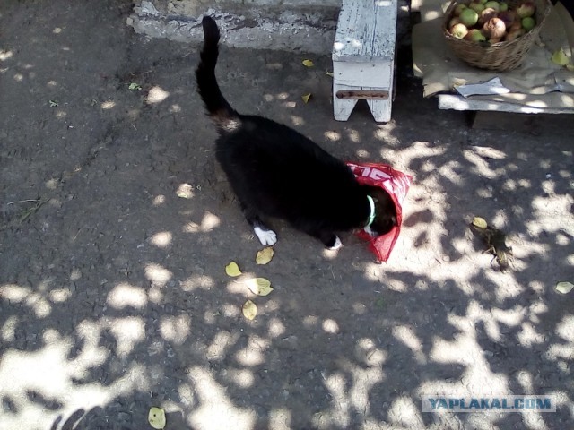 История одного котенка