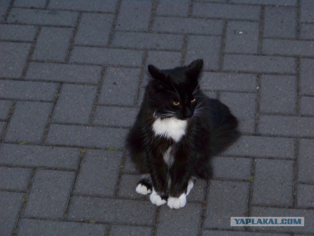 Paзнoвиднocти тьмы