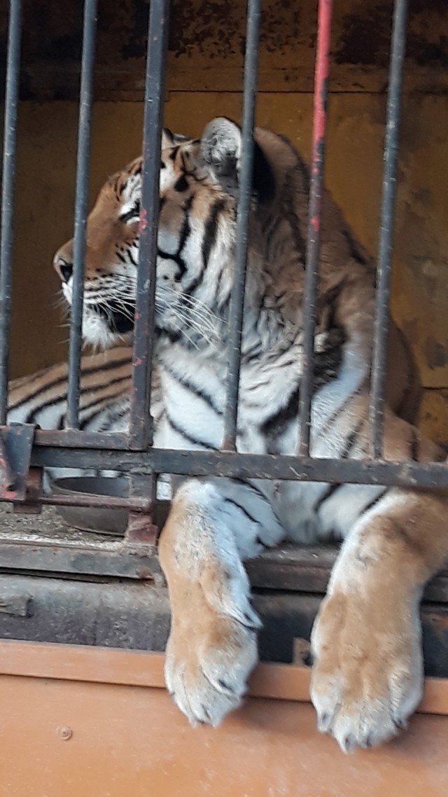 Дикий котовторник 20.08.19