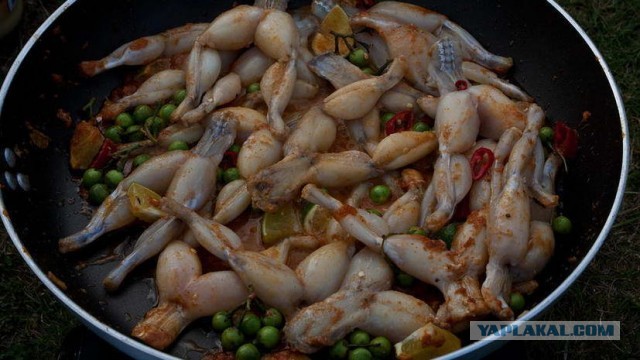 Факты из закулисья программы «В мире животных» (Сейчас ее ведет уже не Дроздов)