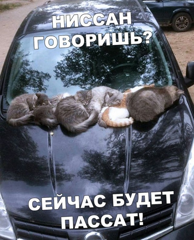 Тверская сволочь