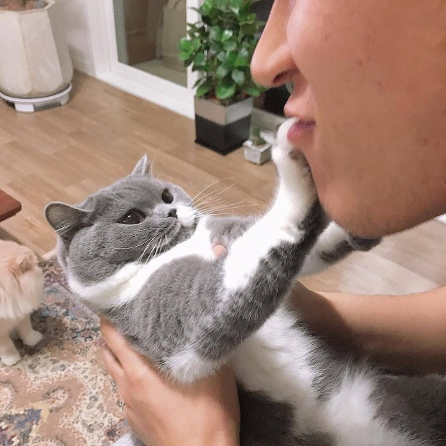Забавные картинки с котами из сети
