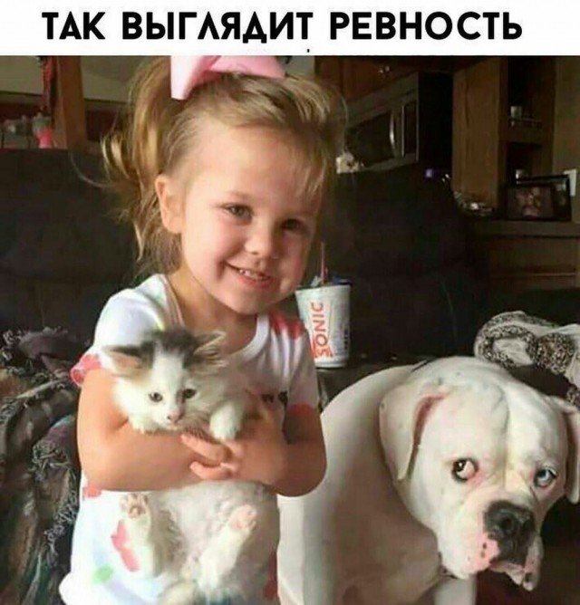 Хвостатые—усатые