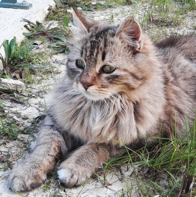 Котики