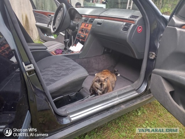 Смешные коты