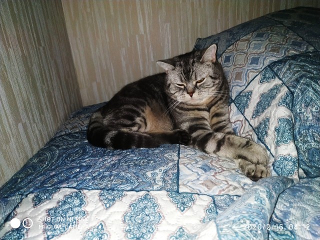 По просьбам в теме ниже. Реальный котовторник!