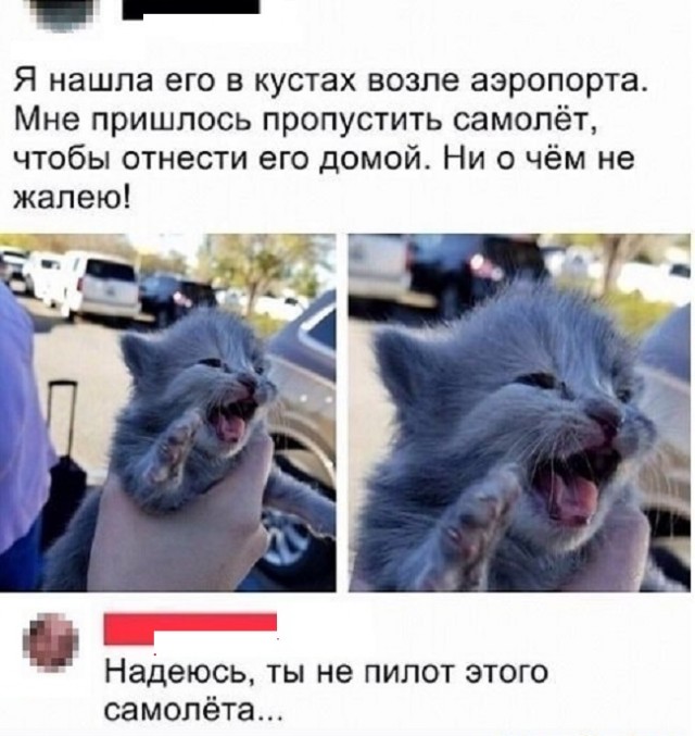 Картинки с надписями и котами