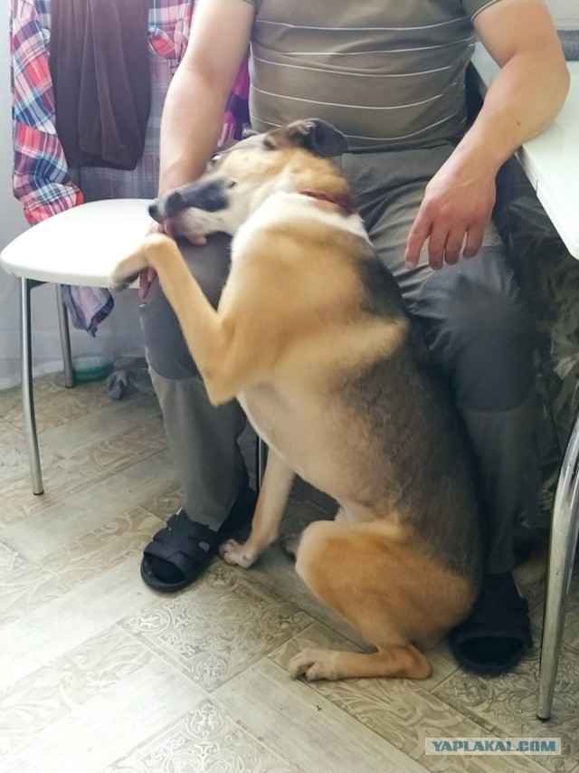 ЯПовские сцобакены