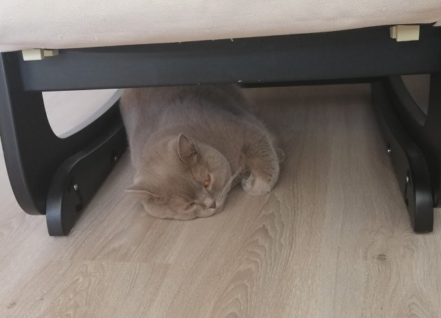 Кот Василий